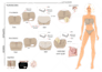 Fashion Design Flat Sketches For Lingerie Tech Pack By Fascin Fiverr
